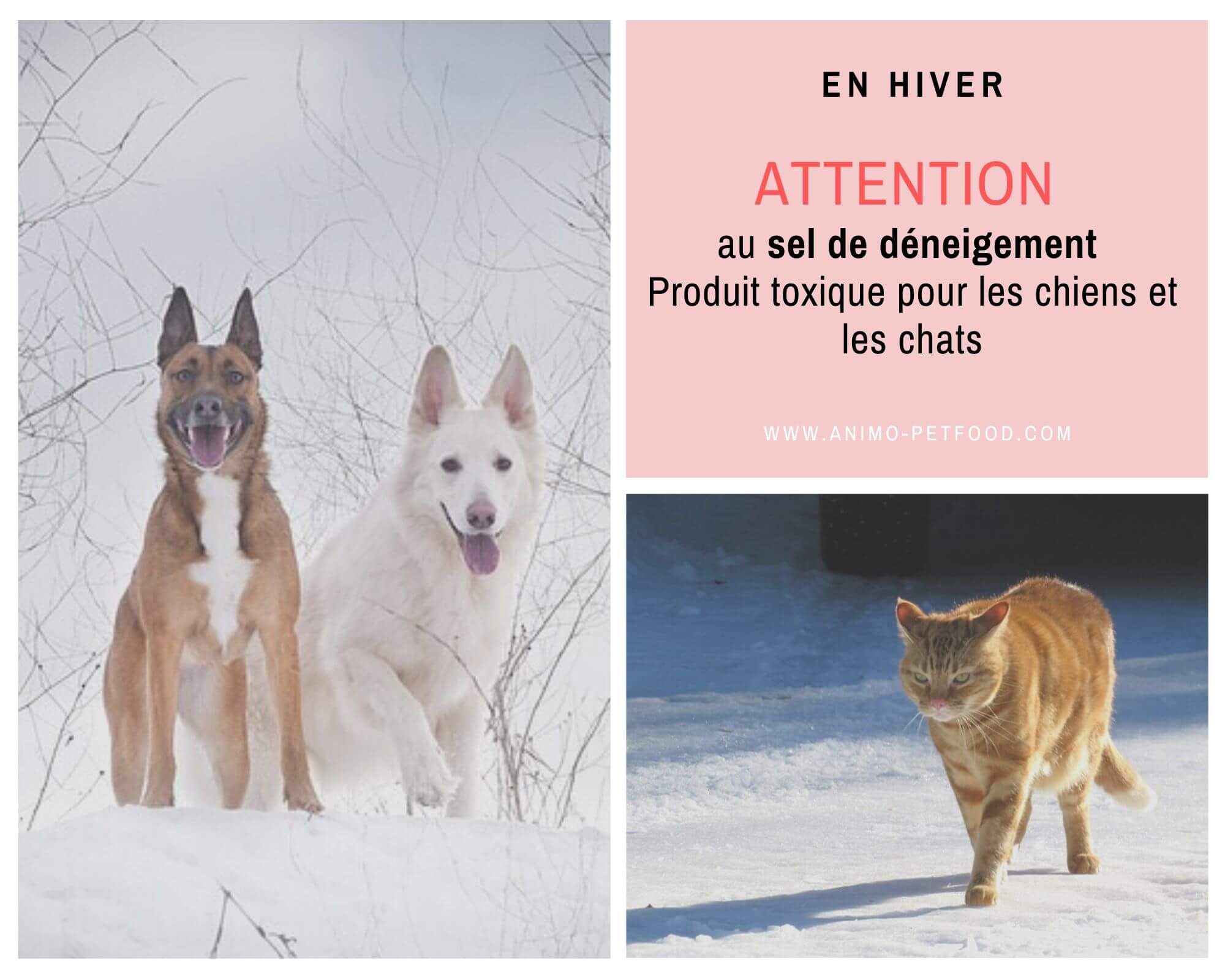 sel de déneigement toxique pour les chiens et les chats